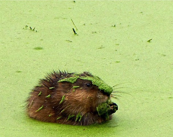 muskrat in lake affected by an algal boom