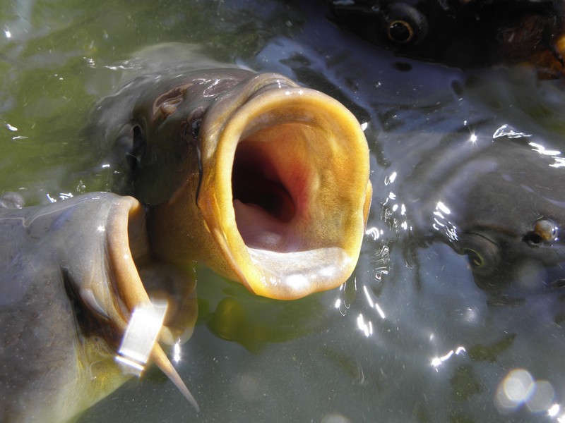 Close up of carps with open mouths