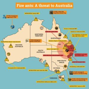 Red fire ants in Australia