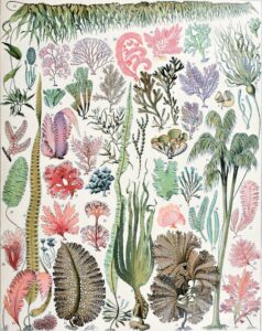 vintage drawing of algae species