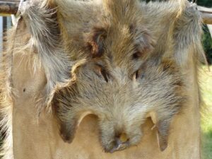 wild boar pelt