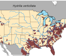 USGS map showing more detail of occurrences