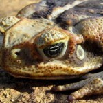 cane toad head shot showing ear drum and poison gland behind eye cane toad head shot showing poison gland behind eye photo
