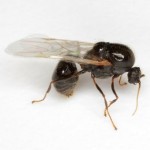 red fure ant queen