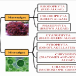 A broad classification of the algae A-broad-classification-of-the-algae