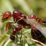 red fire ant queen being tended by workers