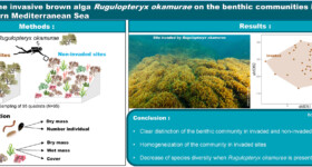 Information about Rugulopteryx -an invasive alga Information about Rugulopteryx -an invasive alga
