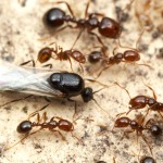 ants of different sizes in RFA colony. Male is black and large.