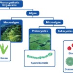 types of algae types of algae