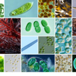 photos of different types of algae photos of different types of algae