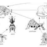 How cane toad disrupts food webs How cane toad disrupts food webs: drawing