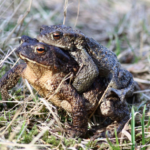 cane toads mating cane toads mating photo