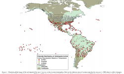potential distributions of Solenopsis invicta