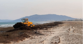 Algae being removed from beach by bulldozer Algae being removed from beach by bulldozer