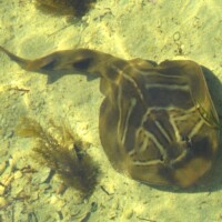 southern fiddler ray alive (c) Deb – some rights reserved (CC BY-NC) southern fiddler ray alive