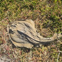 (Southern fiddler Ray dead washed up on beach c) Josh – some rights reserved (CC BY)