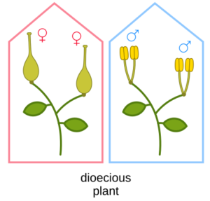 dioecious plant line drawing